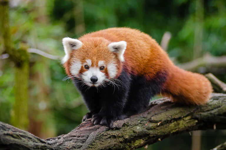 Red panda resting along a mossy tree branch