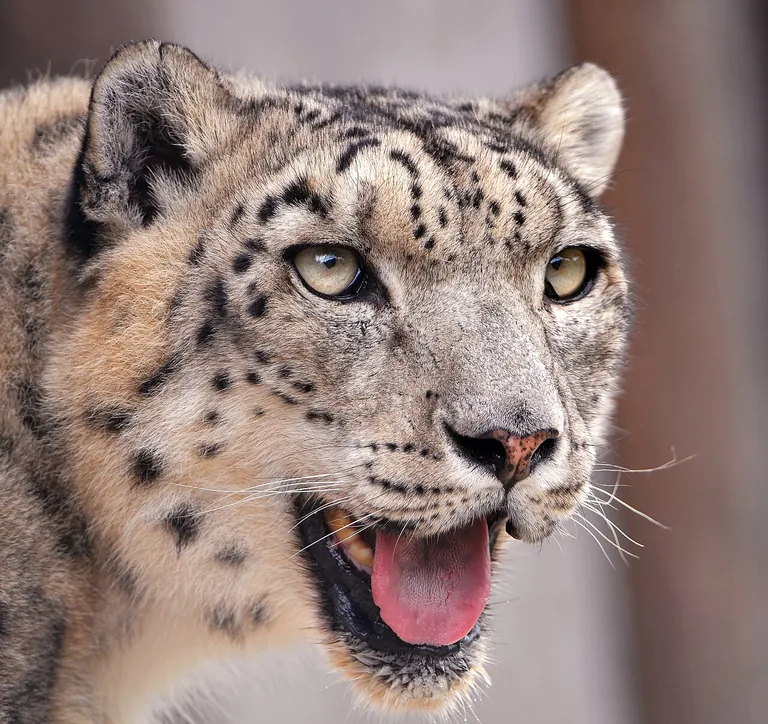 Close portrait of a snow leopard